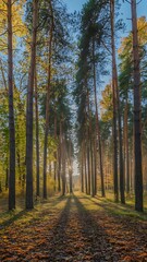 Fototapeta premium Sunlit Forest Path Lined with Tall Pine Trees image photo
