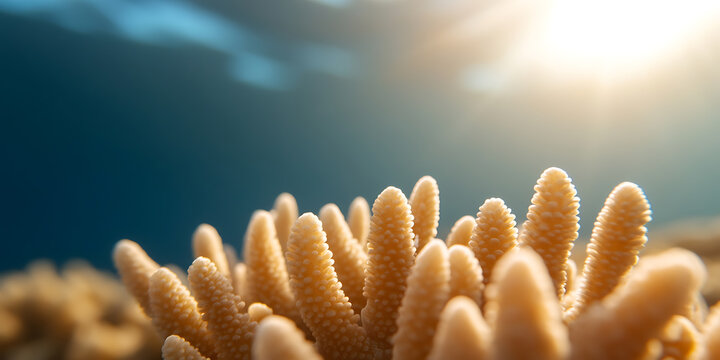 Underwater coral reef with sunlight filtering through the ocean surface, highlighting the unique texture and form. A vibrant display of marine life.
