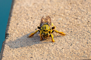 close up of a carpenter bee in botsuana