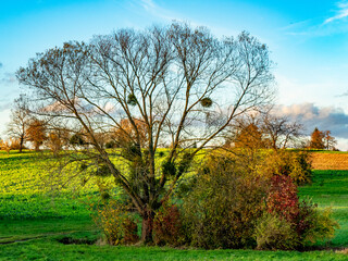 Fototapeta premium Baum mit Misteln im Herbst