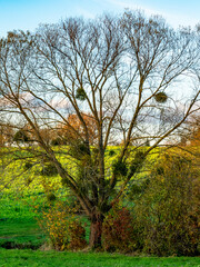 Baum mit Misteln im Herbst