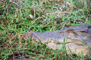 Saltwater crocodile, Corroboree Billabong