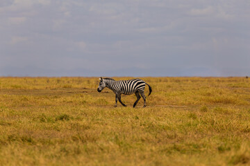 Fototapeta premium Amboseli National Park, Kenya: Plains Zebra Walking Across the Savanna