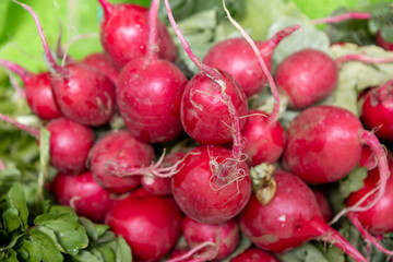 Fresh red radishes with green leaves in close-up view, selective focus.