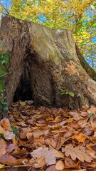 tree in the forest