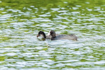 Coot And Chick In Lake