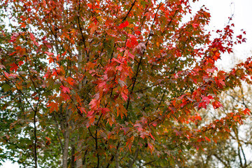 Beautiful autumnal background in the UK