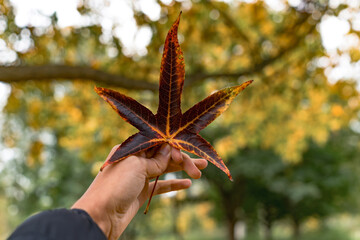 Hand holding a fallen leaf during autumn season