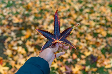 Hand holding a fallen leaf during autumn season