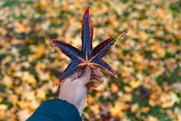 Hand holding a fallen leaf during autumn season