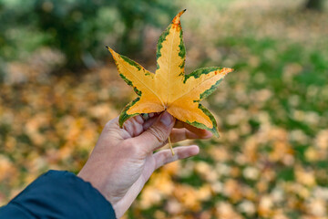 Hand holding a fallen leaf during autumn season