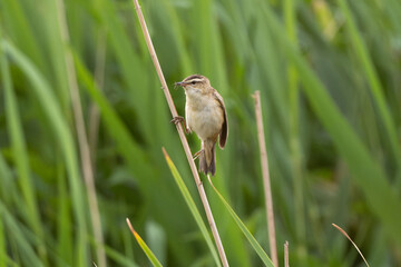 Sedge Warbler Sitting On Reed