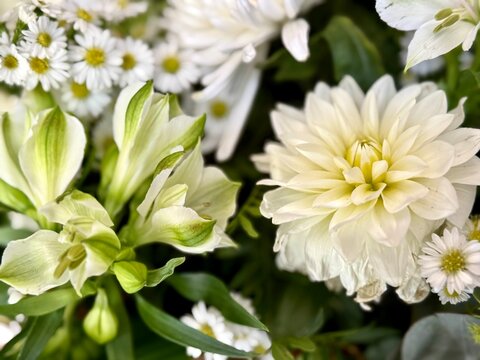 gros plan sur un bouquet de fleurs blanche avec une dahlia 