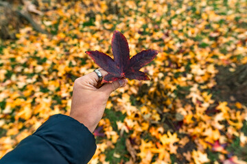 Hand holding a fallen leaf during autumn season