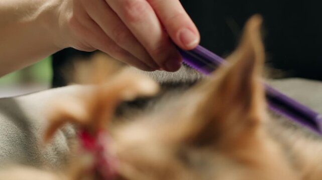 Yorkshire terrier at grooming salon, woman grrom small cute dog, happy animal life.