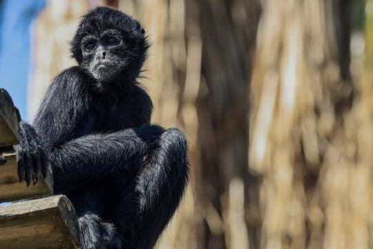 Colombian Black Spider Monkey Sat On A Wooden Platform - 241C6619