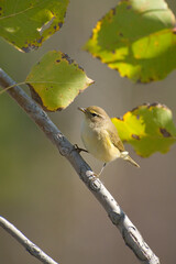 A small yellow bird is standing on a branch