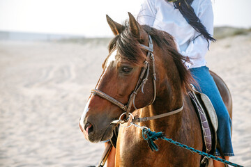 Brown horse walking along a beach shoreline with rider. Soft natural light, coastal scenery, equestrian activity, relaxation, travel and outdoor leisure by the sea.