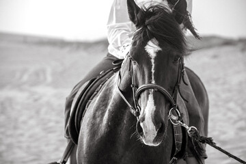 Close-up black and white photo of a horse walking on the beach with rider. Natural light, coastal atmosphere, equestrian activity and serene outdoor mood.