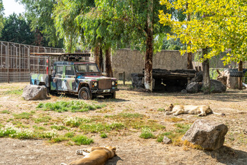 Lions lying on the ground in Izmir Wildlife Park Zoo
