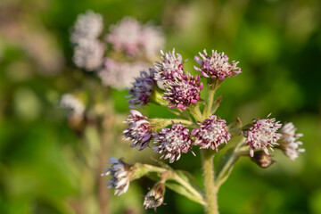 Obraz premium Winter heliotrope (petasites pyrenaicus) flowers in bloom