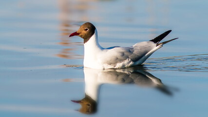 goose in water