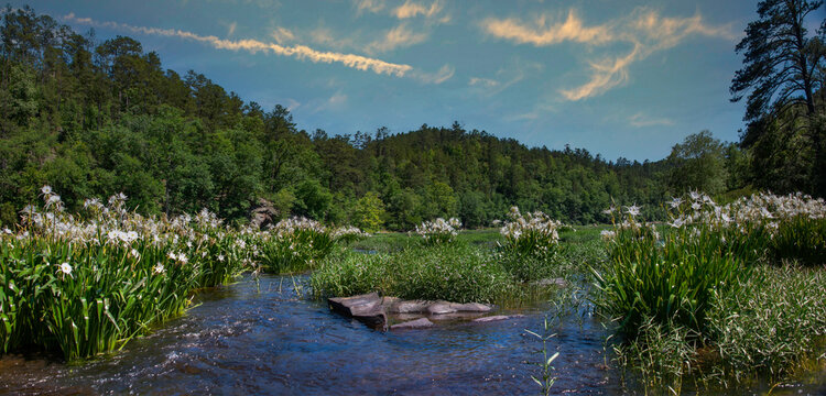 A large lily field blooms along the Cahaba River on a spring day in the Cahaba River National Wildlife Refuge Alabama.