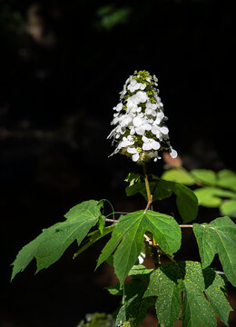 Beautiful oak leaf hydrangea blooms near the Cahaba River during sunny spring days