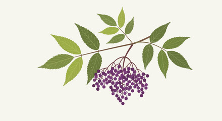 Elderberry Sprig Illustration With Green Leaves And Purple Berries On White Background