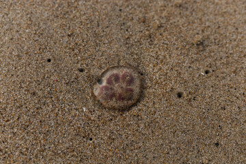 A small jellyfish lies on the sand.
