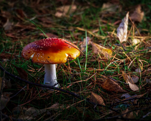 Mushrooms in the forest landscape - Beautiful red toadstool Fly Agaric, Amanita muscaria, on the forest floor, October 2025
