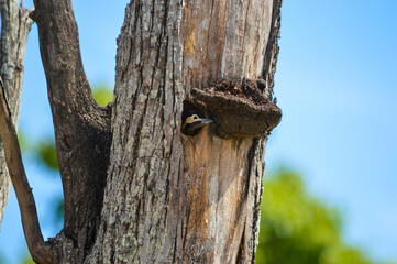 woodpecker baby bird