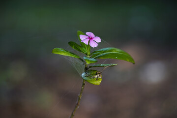 pink wild flower with spider webs