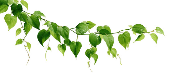 Fototapeta premium A vine with vibrant green leaves and delicate flowers hangs downward