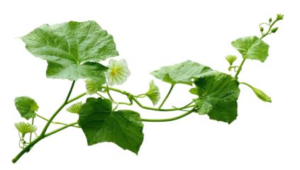 Close-up of a climbing plant branch with vibrant green leaves and small, pale yellow flowers.  Tendrils and buds are visible