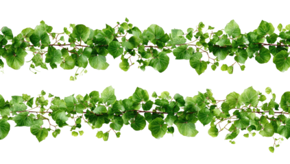 Two parallel rows of vibrant green leaves, arranged like a dense hedge or garland.  Small branches intertwine, creating a textured border