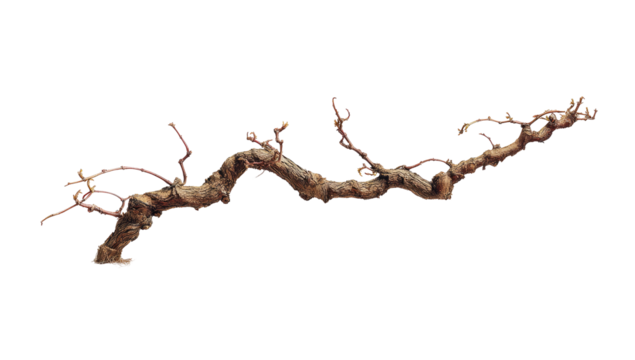 Detailed close-up of a gnarled, twisted branch.  The branch is light brown and extends horizontally, with many irregular, intertwined segments.  Various textures and small protrusions are visible