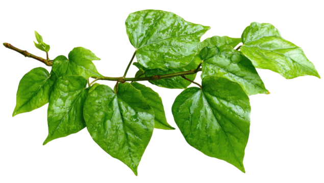 Close-up of a branch with vibrant green leaves.  Fresh, healthy foliage on a stem.  Sharp focus on leaf details