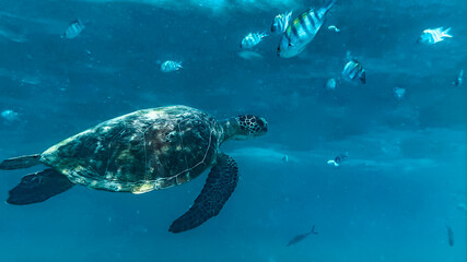 Sea turtle swimming underwater in clear blue ocean