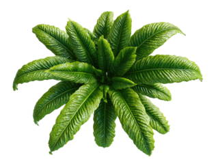 A vibrant, lush plant with radiating, broad leaves