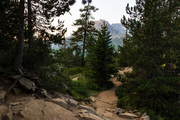 Fototapeta premium Hiking trail at sunrise in the pine forest of Passages d’Aumar, between Lakes Orédon and Laquettes