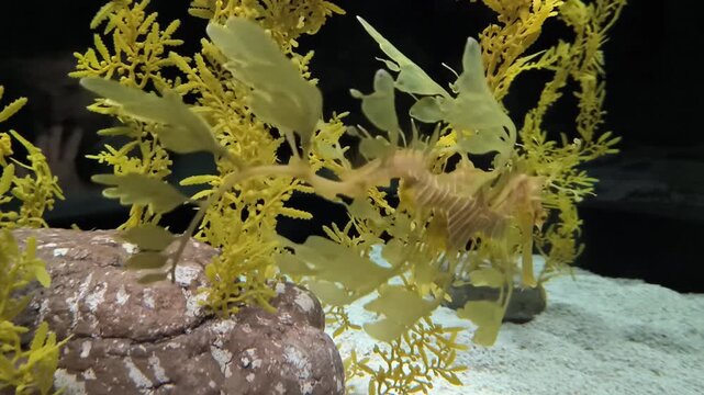 A leafy sea dragon, Phycodurus eques, a type of marine fish related to seahorses, in an aquarium. Its appearance is a form of camouflage.
