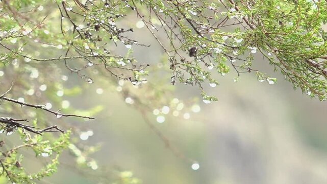 Autumn Breeze on Common Juniper Branch, Ethereal Backdrop - 1906