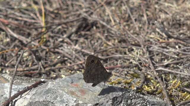 Wall Brown Butterfly Camouflaged, Visited by Fly and Spider - 1919