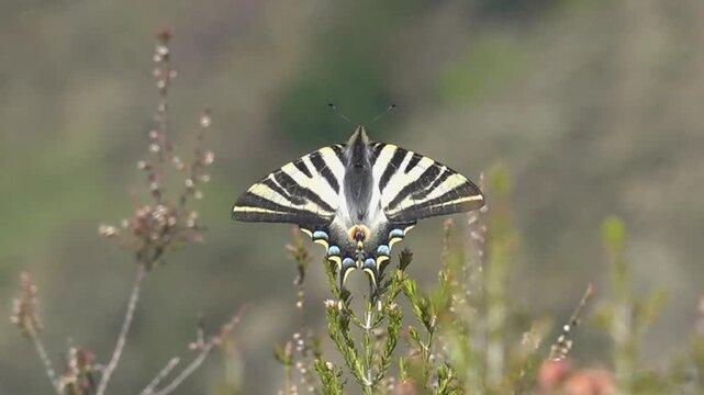Scarce Swallowtail on Swaying Branch in the Wind - 1928
