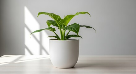 Single green plant in a white ceramic pot placed on a wooden table against a light gray wall, natural sunlight creating gentle shadows, calm and balanced composition.
