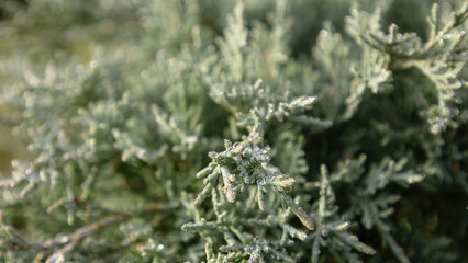blue juniper bushes in drops of dew, rain
