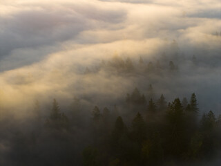 Mist drifts across a forested Pacific Northwest landscape near Portland, Oregon. Fog and mist forms when moist air cools to its dew point, causing water vapor to condense.