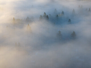 Mist drifts across a forested Pacific Northwest landscape near Portland, Oregon. Fog and mist forms when moist air cools to its dew point, causing water vapor to condense.