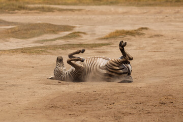 Amboseli National Park, Kenya: Zebra Dust Bath Bliss